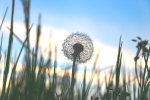 Pusteblume vor blauem Himmel, Pusteblume vor blauem Himmel,